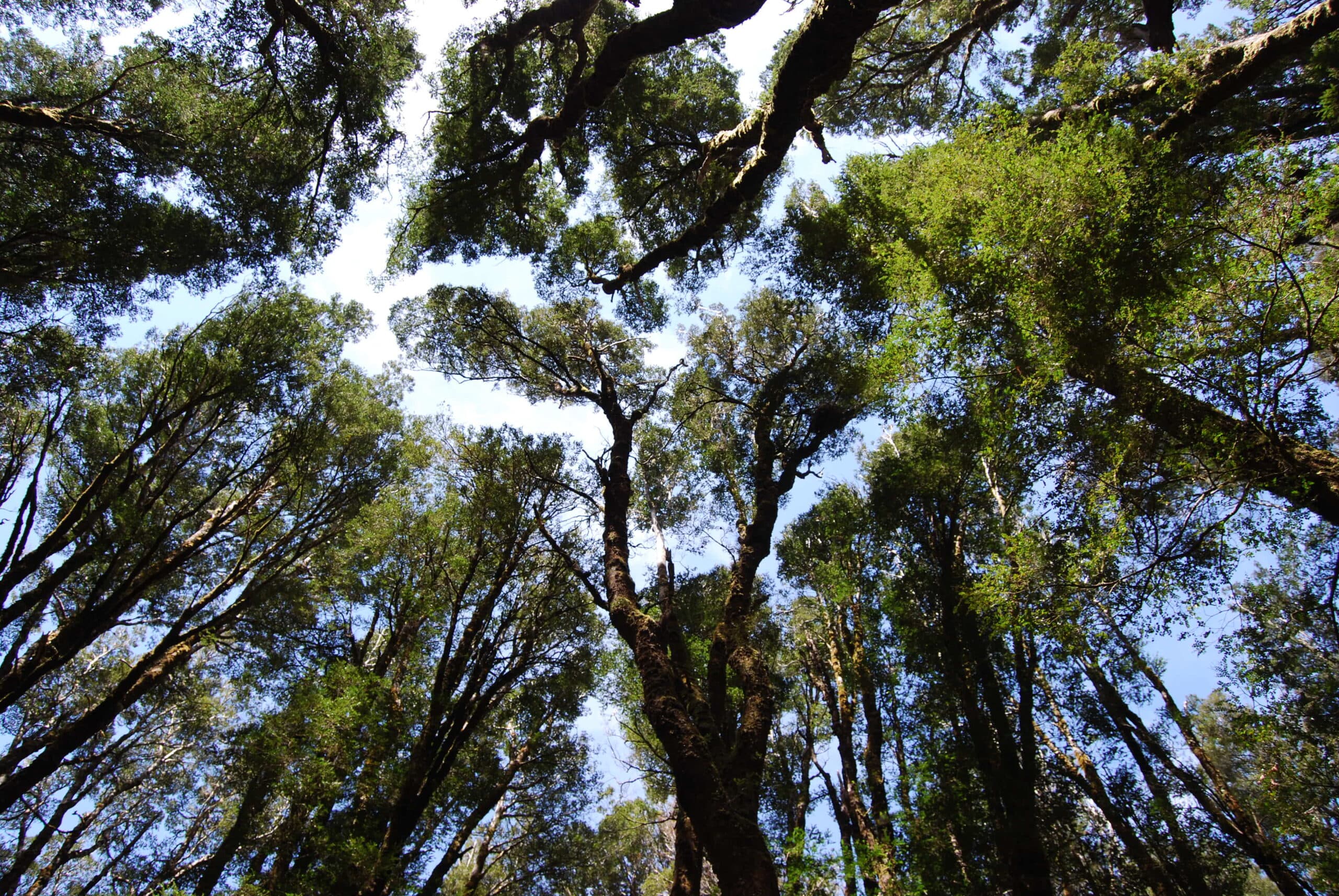 Trees J Riley