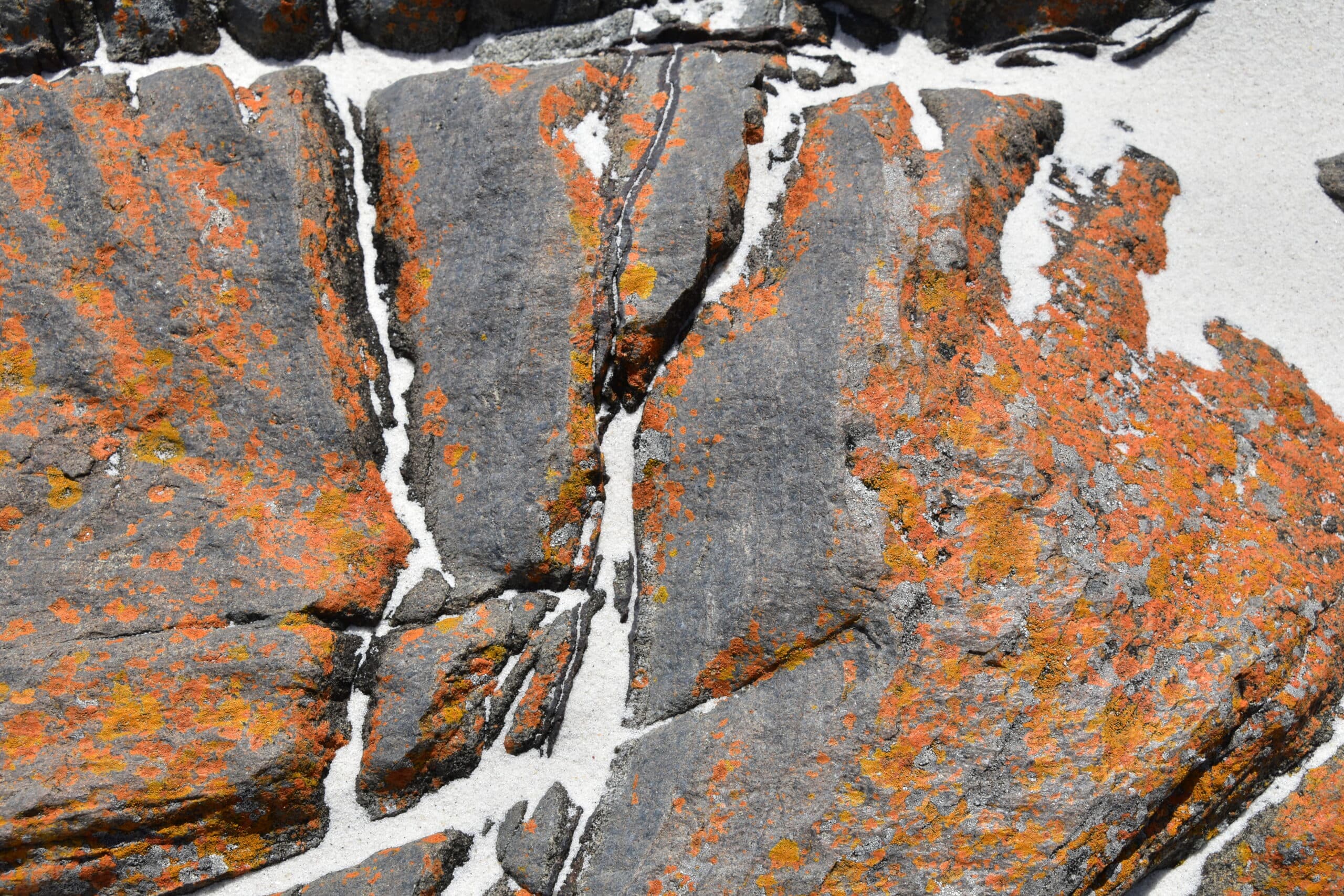 tebrakunna rocks detail 2